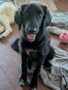 Evermore -  Great Pyrenees Dog for Adoption in Kiowa, Oklahoma - Evermore | PetCurious