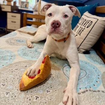 Zumi Cutie Too Sweet To be True -  Pit Bull Terrier Dog for Adoption in Friendswood, Texas - Zumi Cutie Too Sweet To Be True | PetCurious
