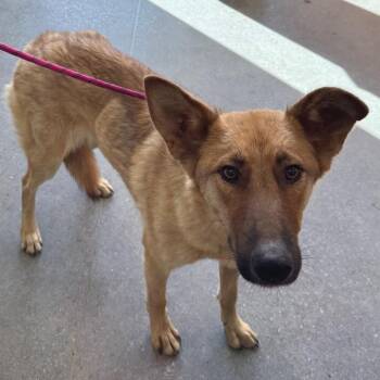 Elizabeth -  Mixed Breed Dog for Adoption in Las Cruces, New Mexico - Elizabeth | PetCurious