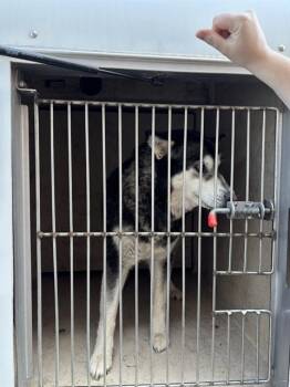 Siberian Husky Dogs Available for Adoption in Oklahoma City, Oklahoma - A472666 | PetCurious