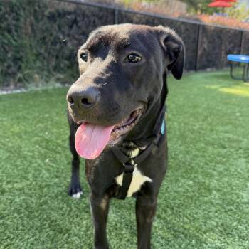 Talia -  Catahoula Leopard Dog and Labrador Retriever Dog for Adoption in Columbia, South Carolina - Talia | PetCurious