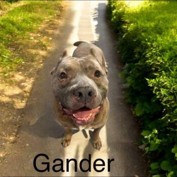 Rescue American Staffordshire Terrier Dogs for Adoption in Eloise, Florida - Gander | PetCurious