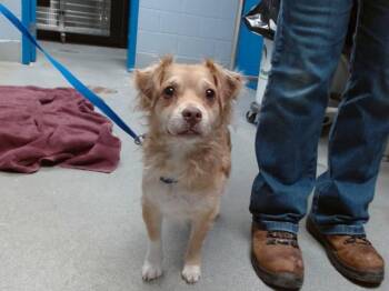 WINSTON -  Chihuahua and Dachshund Dog for Adoption in Albuquerque, New Mexico - WINSTON | PetCurious