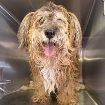 Rescue Shih Tzu Dogs for Adoption in Northbrook, Illinois - Mehoy Minoy | PetCurious