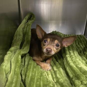 Chihuahua and Mixed Breed Dogs Available for Adoption - Baylee | PetCurious