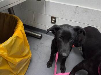 German Shepherd Dog Dogs Available for Adoption in Antioch, California - EAGLE | PetCurious