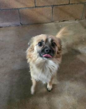 Remy -  Pomeranian and Chihuahua Dog for Adoption in Severance, Colorado - Remy | PetCurious