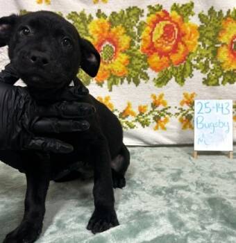 Rescue Labrador Retriever and Mixed Breed Dogs for Adoption in Barnesville, Georgia - 25-143 Bugsby | PetCurious