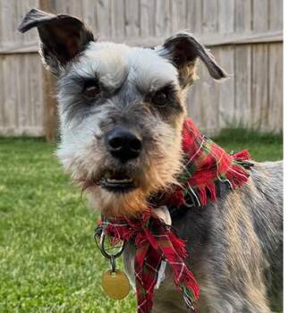 Miniature Schnauzer Dogs Available for Adoption in Miamisburg, Ohio - Danny | PetCurious