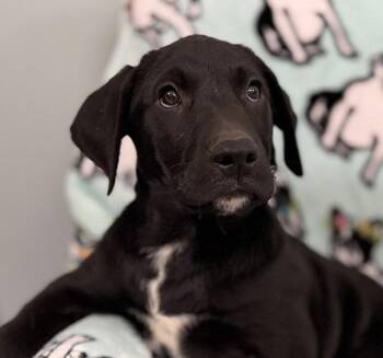 Papaya Tropical -  Hound and Labrador Retriever Dog for Adoption in Andover, Massachusetts - Papaya Tropical | PetCurious