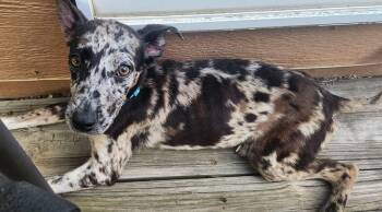 Diana -  Whippet Dog for Adoption in Colorado Springs, Colorado - Diana | PetCurious