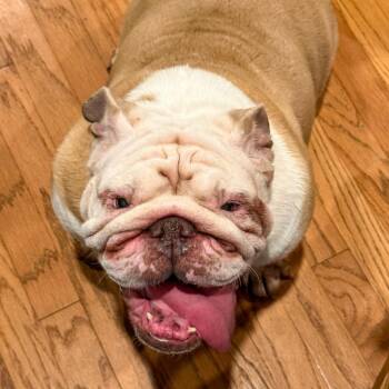 Rosie -  English Bulldog Dog for Adoption in Baton Rouge, Louisiana - Rosie | PetCurious