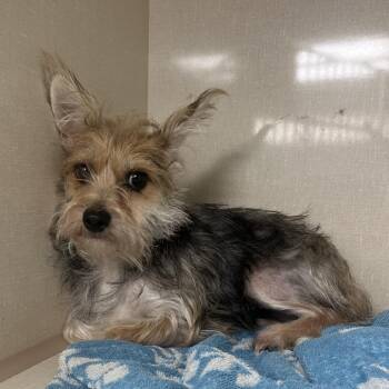 Nova -  Yorkshire Terrier Dog for Adoption in Northbrook, Illinois - Nova | PetCurious
