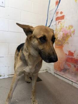 PEONY -  German Shepherd Dog Dog for Adoption in San Bernardino, California - PEONY | PetCurious