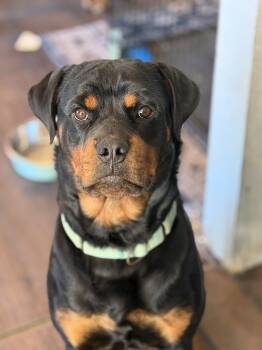 Rottweiler Dogs Available for Adoption in Ramona, California - Ebony | PetCurious