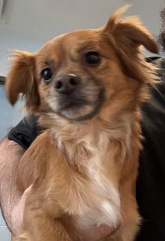 Pen 237 Diana -  Chihuahua Dog for Adoption in Lawrenceville, Georgia - Pen 237 Diana | PetCurious