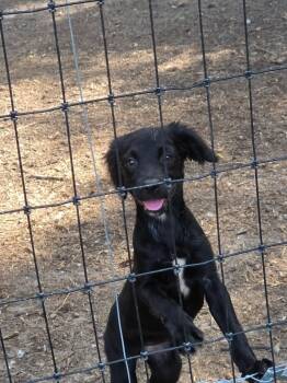 Carlie -  Boykin Spaniel and Mixed Breed Dog for Adoption in Hortense, Georgia - Carlie | PetCurious