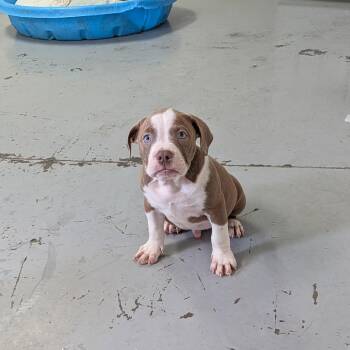 Caesar -  English Bulldog Dog for Adoption in Chico, California - Caesar | PetCurious