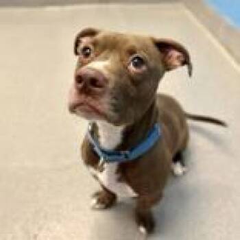 Rescue Mixed Breed Dogs for Adoption in Hilliard, Ohio - Nasville | PetCurious