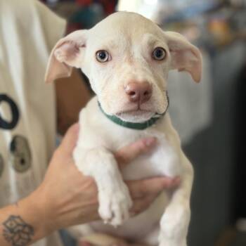 Janis -  Labrador Retriever and Catahoula Leopard Dog Dog for Adoption in New Orleans, Louisiana - Janis | PetCurious