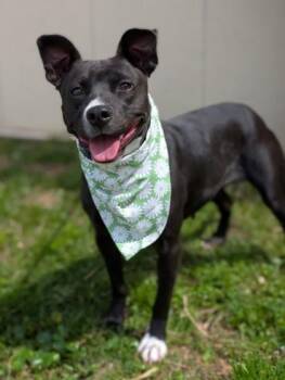 Terrier Dogs Available for Adoption in Gulfport, Mississippi - Taylor | PetCurious