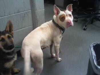 LINDA -  Pit Bull Terrier and Mixed Breed Dog for Adoption in Charlotte, North Carolina - LINDA | PetCurious