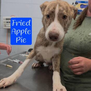 Fried Apple Pie -  Husky and Mixed Breed Dog for Adoption in Parkersburg, West Virginia - Fried Apple Pie | PetCurious