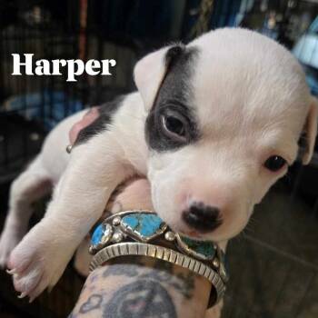 Rescue English Bulldog and Chihuahua Dogs for Adoption in Phoenix, Arizona - Harper | PetCurious
