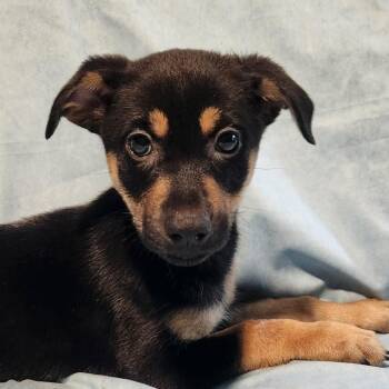 Rescue German Shepherd Dog and Mixed Breed Dogs for Adoption in Austin, Texas - Huntress AL | PetCurious