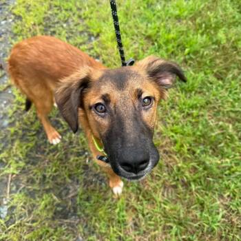 Brant -  Hound and Mixed Breed Dog for Adoption in Enfield, New Hampshire - Brant | PetCurious