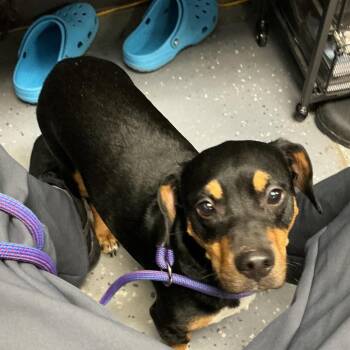Dachshund Dogs Available for Adoption in Saint Joseph, Missouri - Rhys (Brotus | PetCurious