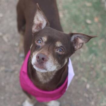 Chihuahua Dogs Available for Adoption in San Antonio, Texas - SCOOBY | PetCurious
