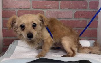 FIG -  Chihuahua and Mixed Breed Dog for Adoption in Houston, Texas - FIG | PetCurious