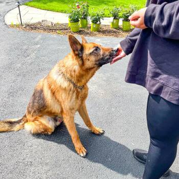Rescue German Shepherd Dog Dogs for Adoption in Millburn, New Jersey - Ari | PetCurious