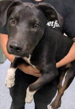 Angus -  Terrier Dog for Adoption in Oakland, California - Angus | PetCurious