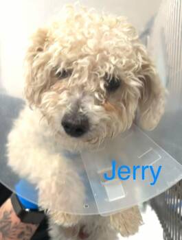 Jerry -  Bichon Frise Dog for Adoption in Lake Havasu City, Arizona - Jerry | PetCurious