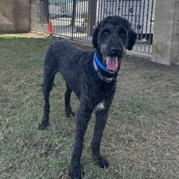 Golden Retriever and Poodle Dogs Available for Adoption in Riverside, California - HENRY FORD | PetCurious