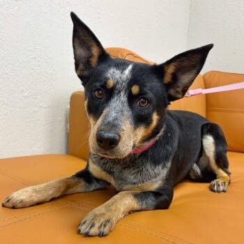 Australian Cattle Dog Blue Heeler and Mixed Breed Dogs Available for Adoption - 205 (2026) Kat | PetCurious