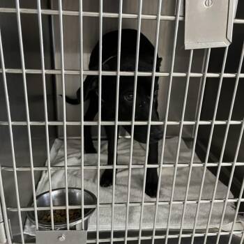 Millie -  Labrador Retriever Dog Available for Adoption in Northbrook, Illinois - Millie | PetCurious