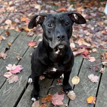 Rescue English Bulldog and Mixed Breed Dogs for Adoption in Canaan, New Hampshire - Matilda | PetCurious