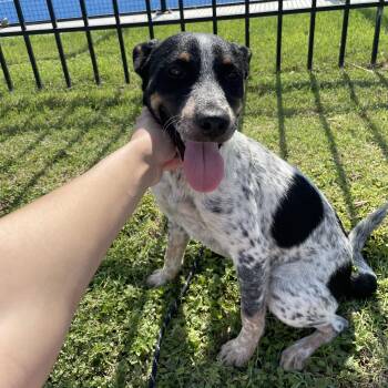 Rescue Australian Cattle Dog Blue Heeler Dogs for Adoption in Harlingen, Texas - Milly | PetCurious