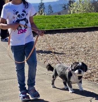 Lhasa Apso Dogs Available for Adoption - Mister Wycket | PetCurious