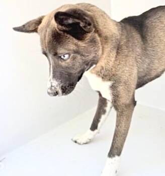 Akita and Mixed Breed Dogs Available for Adoption - A653841 | PetCurious