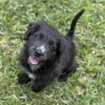 Sonni -  Terrier and Lhasa Apso Dog Available for Adoption in Homestead, Florida - Sonni | PetCurious