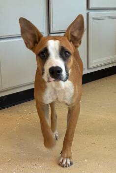 Bridget -  Terrier and Mixed Breed Dog for Adoption in Kemp, Texas - Bridget | PetCurious