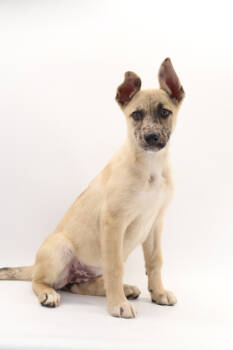 Rescue German Shepherd Dog and Mixed Breed Dogs for Adoption in Morton Grove, Illinois - Cider | PetCurious