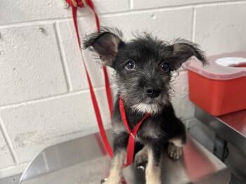 MOXIE -  Maltese and Mixed Breed Dog for Adoption in San Bernardino, California - MOXIE | PetCurious