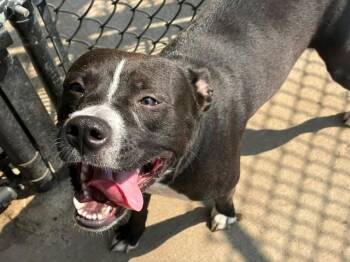 RUNNER -  Pit Bull Terrier Dog for Adoption in Tulsa, Oklahoma - RUNNER | PetCurious