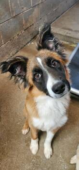 Border Collie and Shepherd Dogs Available for Adoption - Bam | PetCurious