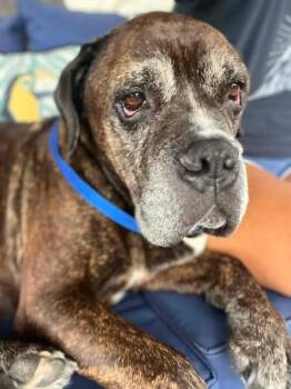 Bruno -  Staffordshire Bull Terrier and Boxer Dog for Adoption in Shawnee, Oklahoma - Bruno | PetCurious